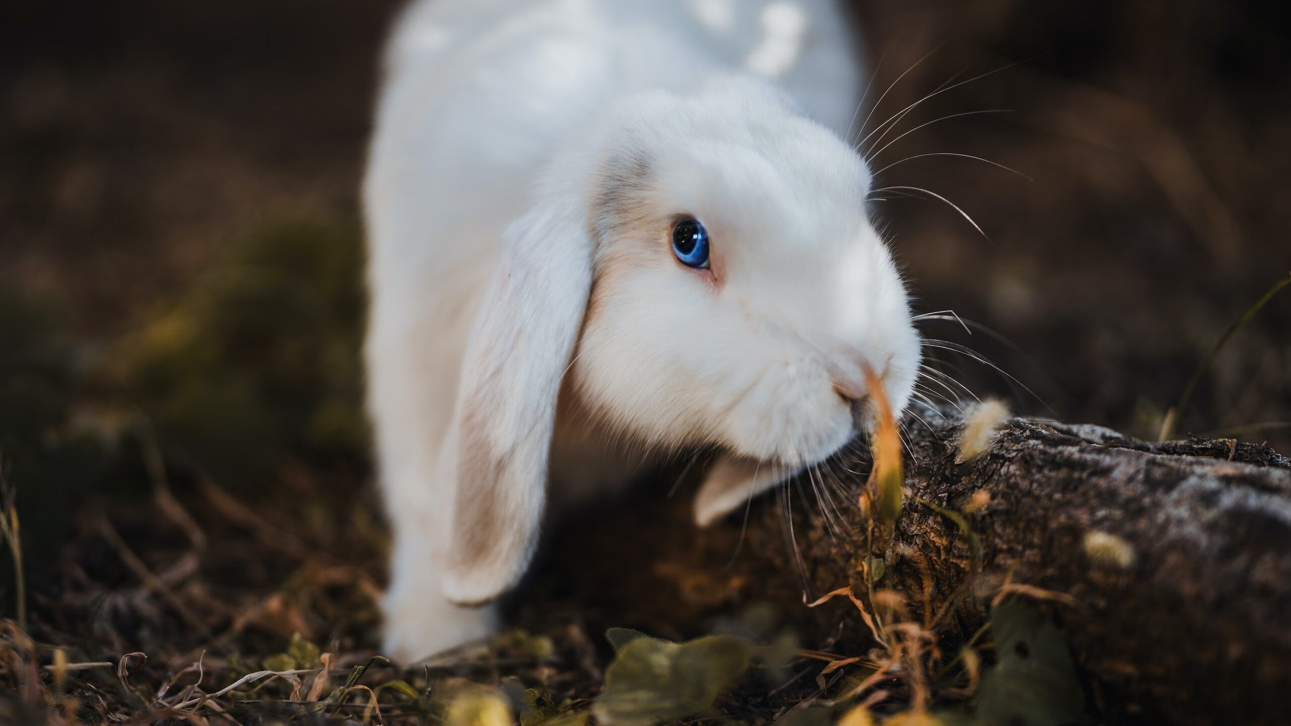 “未来领跑者”青少年篮球明星专项训练营在上海持续火热，助推行业发展