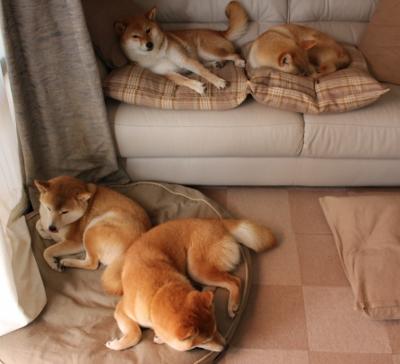 以足球为主题的文化产业项目不断创新发展，关于足球文化的征文600字作文