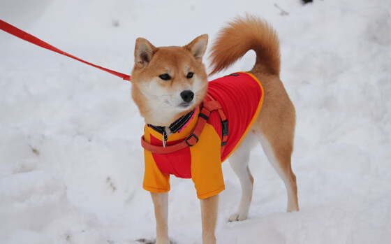 哥伦比亚马术协会与学校合作，开展马术教育课程，推广马术文化。